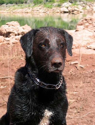 Os presento a Jet. Le adopté en el 2001 en la protectora de Dosrius, Catalunya.  En esta foto: Jet en Albanyà, pueblo cerca del Pirineo catalán. Le encanta nadar y jugar en el barro.